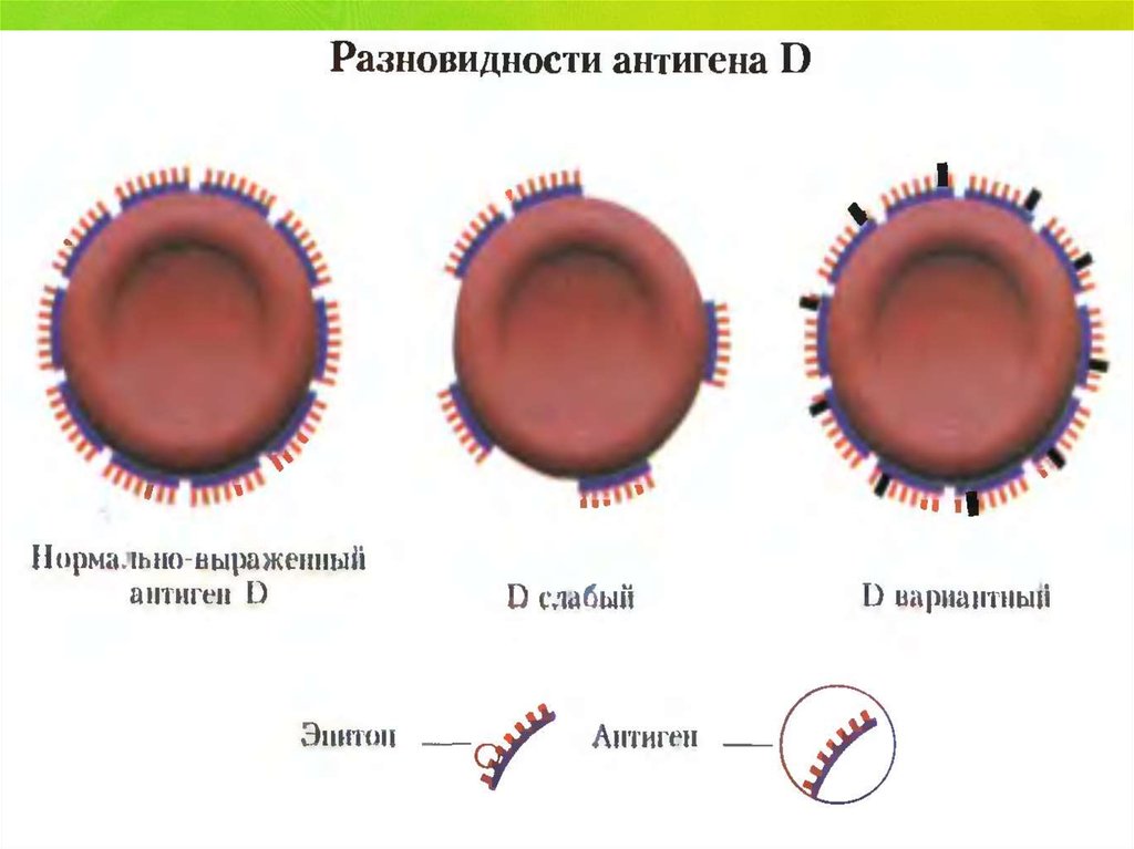 varieties of antigene D